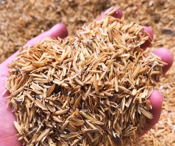 Rice Husk