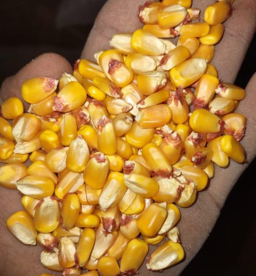 Yellow Corn (1)