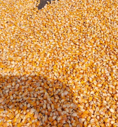 Yellow Corn (2)