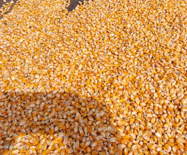 Yellow Corn (2)